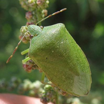 Adult southern green shieldbug. Image © Steve Gill.
